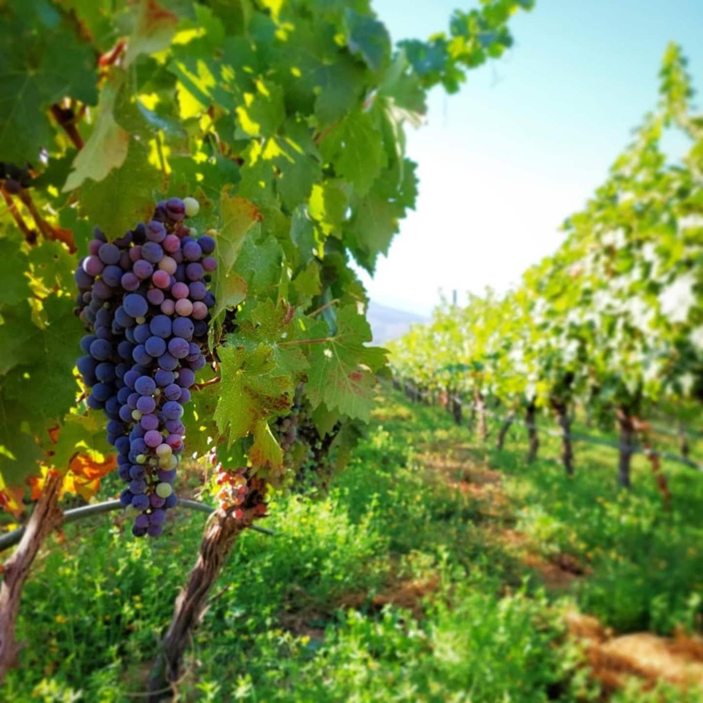 Vina Lof - Maipo Valley Bed & Breakfast In Winery Paine Exterior foto